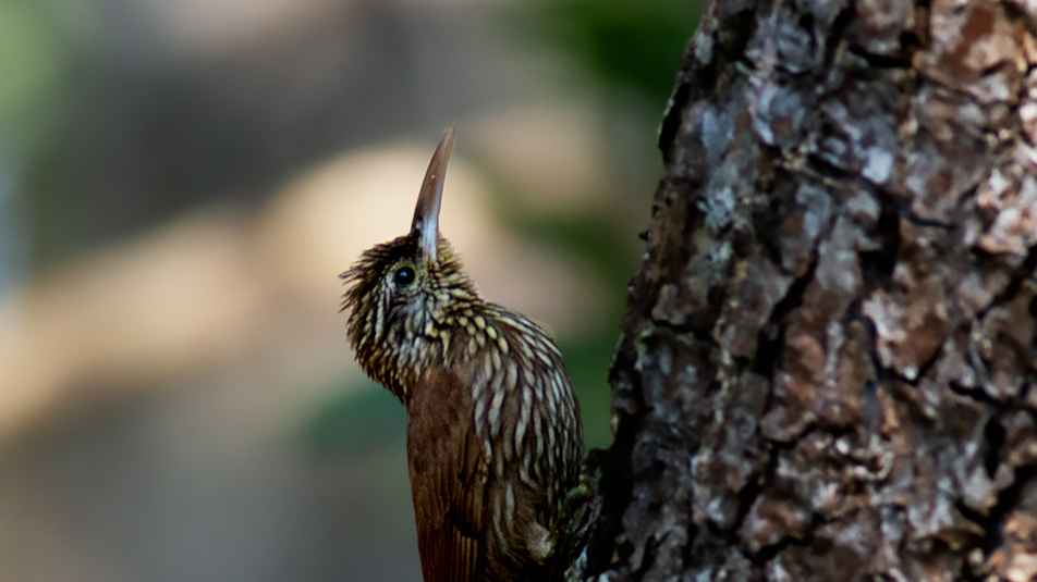 Ivory-billed Woodcreeper